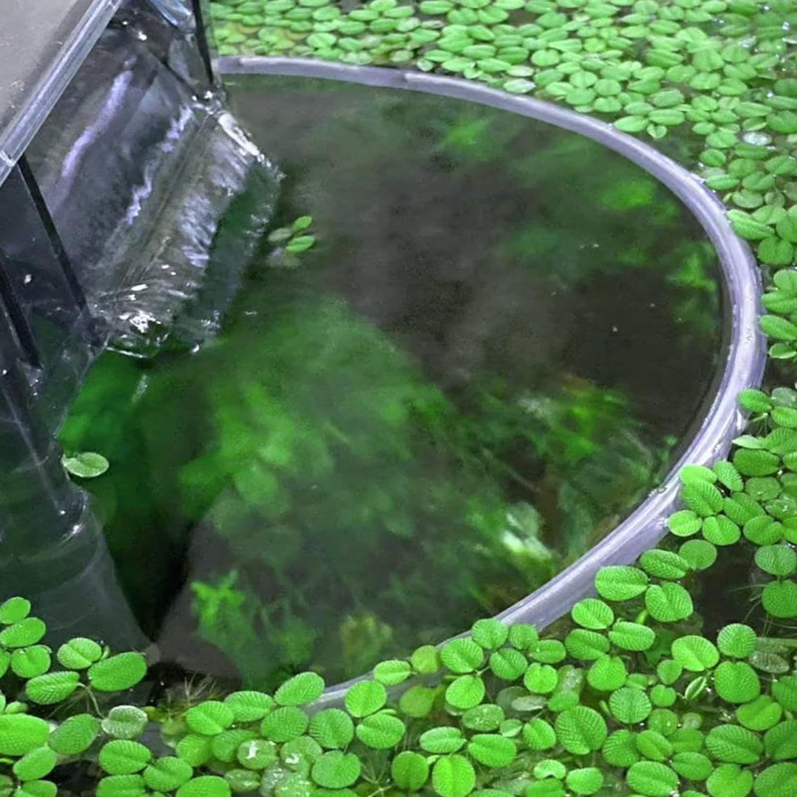 Aquarium Floating Plant Fence  - Home Improvement Fence reseña y precio